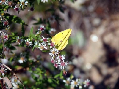 Pretty moths fly through the yard.