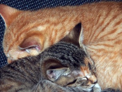 But sometimes we just get exhausted! We ARE just kittens, after all.