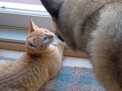 Two friends get a good sniff!!