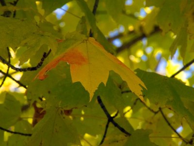 but it has a peachy leaf right at the tip of a branch.