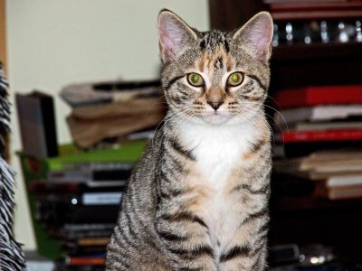 Nov. 21: Kitties continue to grow.