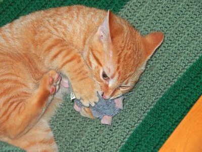 Friday loves his nip mouse.