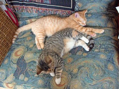 Dec. 5: Kitties sleep together