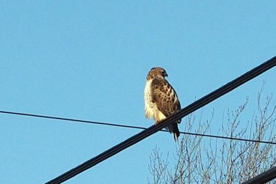 Good-bye hawk! The seagulls chase him/her away.