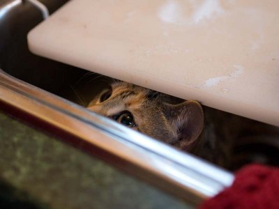 Dec. 31: She's in the sink....