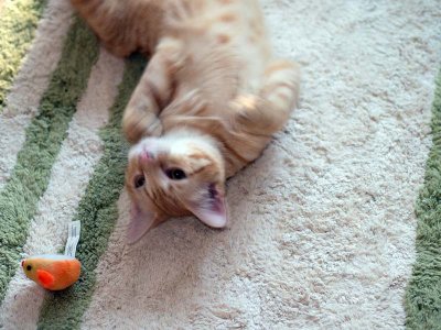 Jan. 20: Friday loves to play...