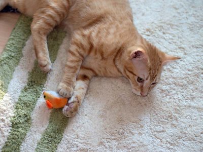 and a catnip mouse is a favorite.