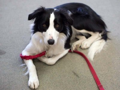 Jan. 19: Bookstore dog.