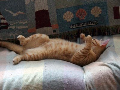 Feb 11: At home, the kitties...