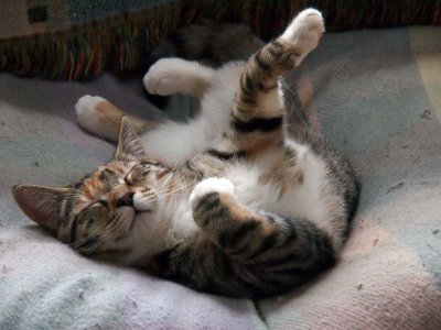 Looks cozy!