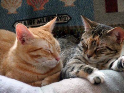 Together again after Friday spaying!