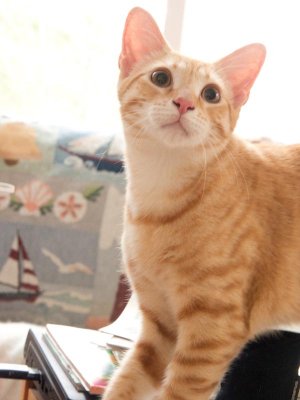 Cute kitty!