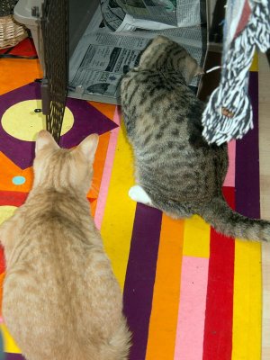 Mar. 3: Kitties play.