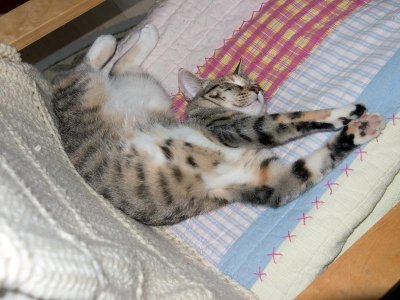 Somebosy looks comfortable!