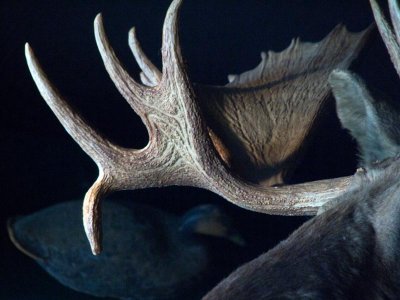 Moose Antlers at Hariseeket.