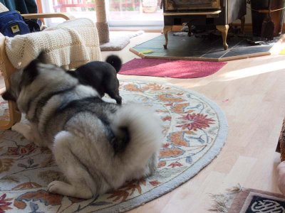 Dogs playing.