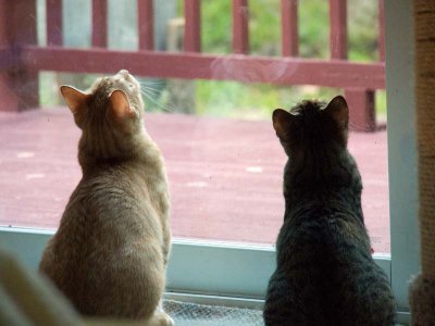 It isn't June yet, but kitties are on the lookout or bugds.