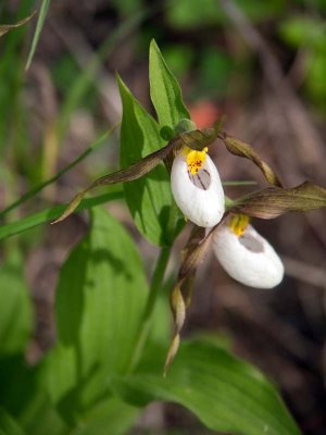 Found lady slippers one of last days.