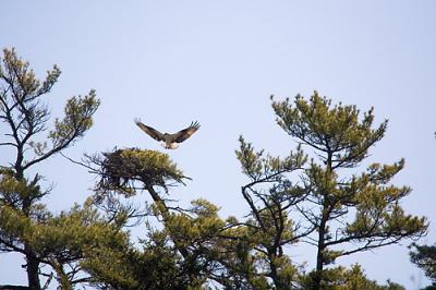 April 26: Osprey Nest Found!!