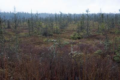 And back in Maine, we find this new growth ....