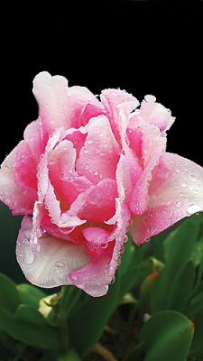 Then I finally give up on the sun and take to the streets in the rain, finding....