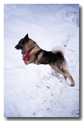 But Scout is his usual laid back self.