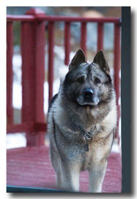 Scout at the door.