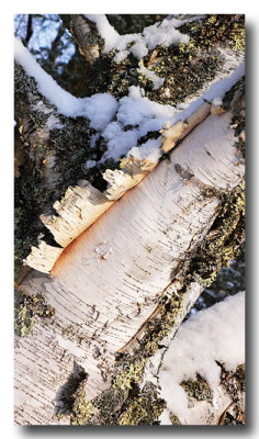 January 27: A selection from previous days...birch bark...