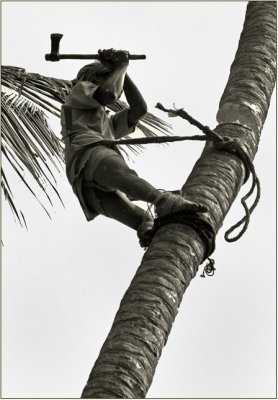 Tree cutting-Orissa