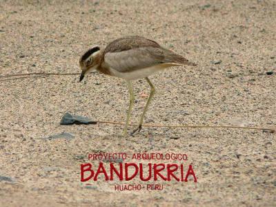 Bandurria Project