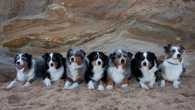 Australian Shepherds