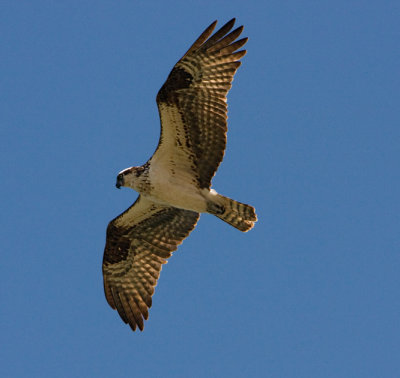 Osprey