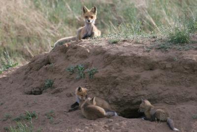 Watching the Kids