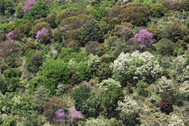 Landscape in Greece4