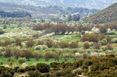landscape in spring around Tegea