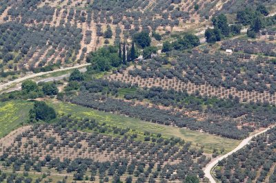 olive plantations near Delphi