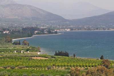 orange plantations