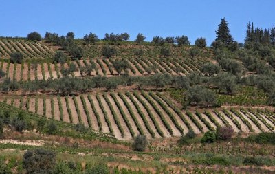 vineyards around Zemeno