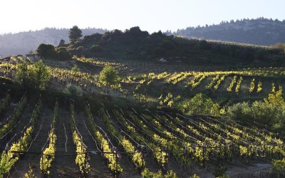 vineyards around Nemea