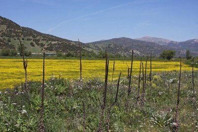 Landscape in Greece3