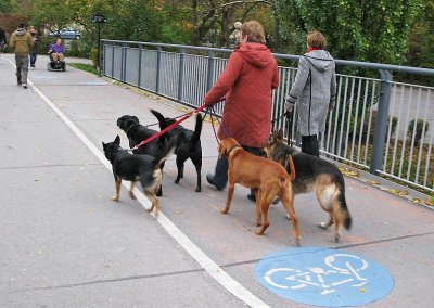 5 dogs walking the lady