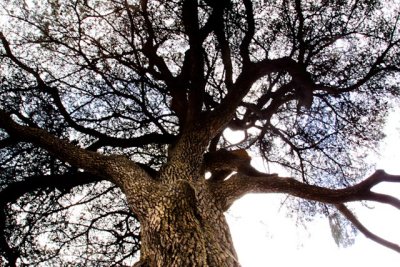 170-year old Lebanese Cedar