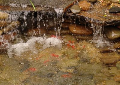 g4/69/386469/3/59544972.Pond_day5_fishlikewaterfall2.jpg