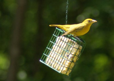 Summer Tanager just swinging along