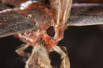 Atlas Moth