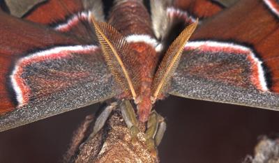 Atlas Moth