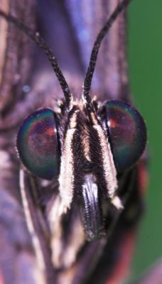 Butterfly head