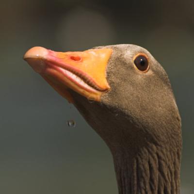 Greylag goose