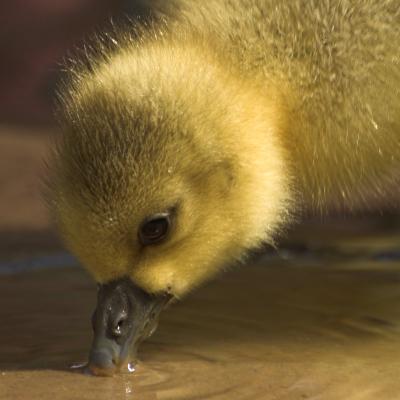 Greylag gosling