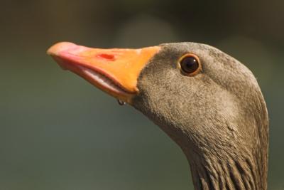 Greylag goose  _DSC8977-03.jpg